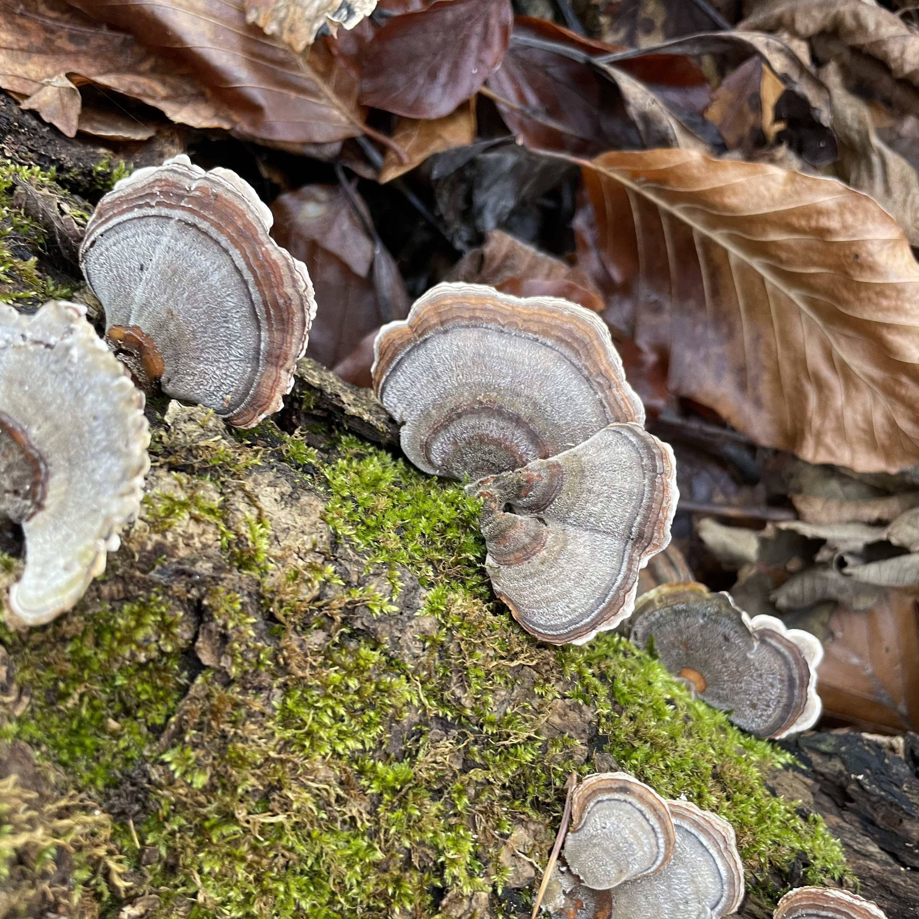 Turkeytails